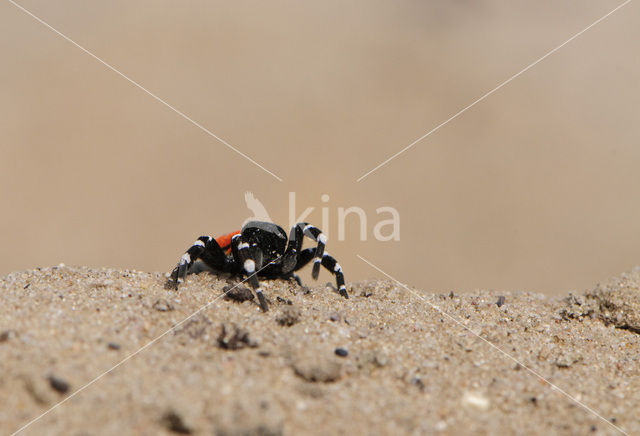 Lentevuurspin (Eresus sandaliatus)