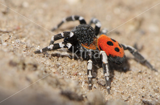 Lentevuurspin (Eresus sandaliatus)