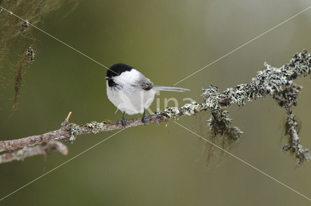 Willow Tit (Parus montanus)