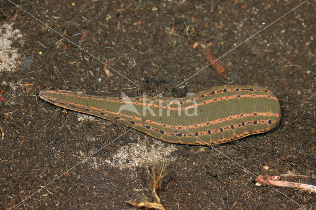 Medicinale bloedzuiger (Hirudo medicinalis)