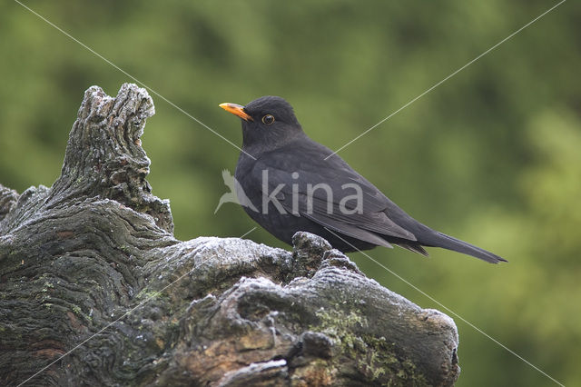 Eurasian Blackbird (Turdus merula)