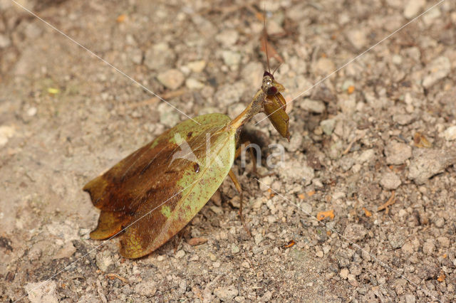 Metilia cf. brunnerii