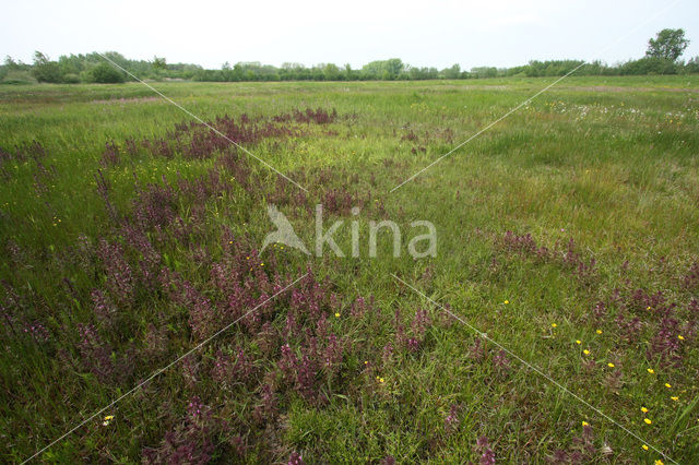 Moeraskartelblad (Pedicularis palustris)