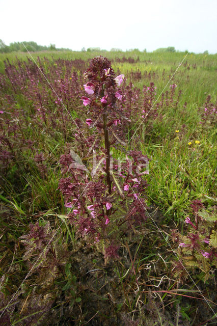 Moeraskartelblad (Pedicularis palustris)