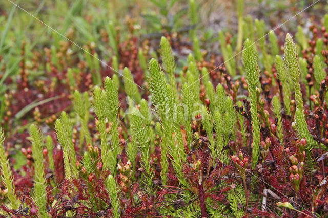 Moeraswolfsklauw (Lycopodiella inundata)