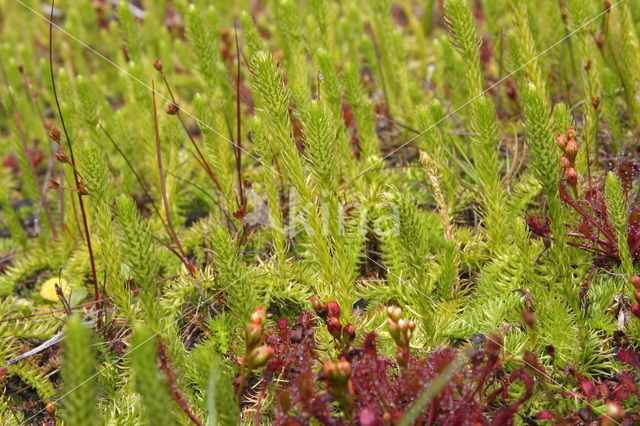 Marsh Clubmoss (Lycopodiella inundata)