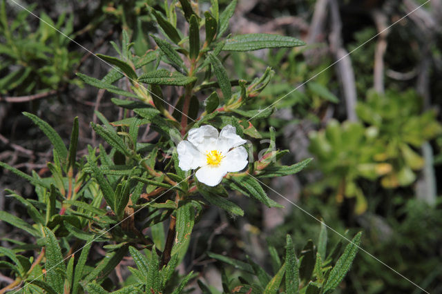 Montpelier cistus (Cistus monspeliensis)