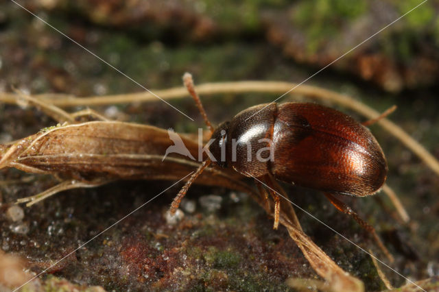 Nargus anisotomoides