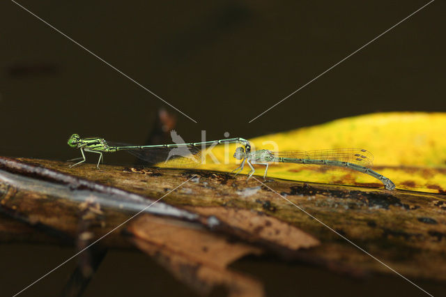 Neoneura bilinearis