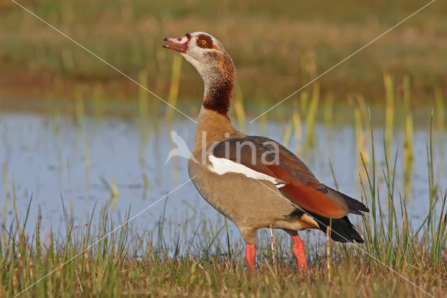 Nijlgans (Alopochen aegyptiaca)