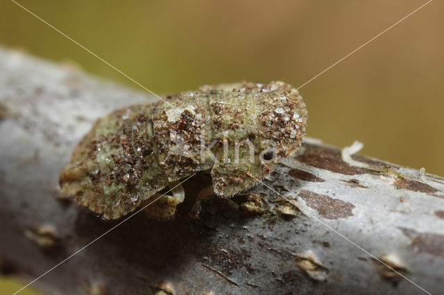 Oorcicade (Ledra aurita)