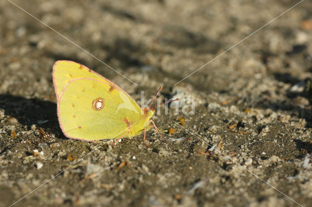 Oranje luzernevlinder (Colias croceus)