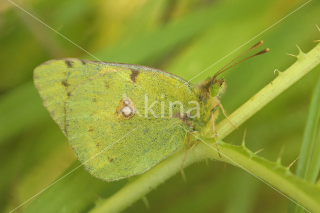 Oranje luzernevlinder (Colias croceus)