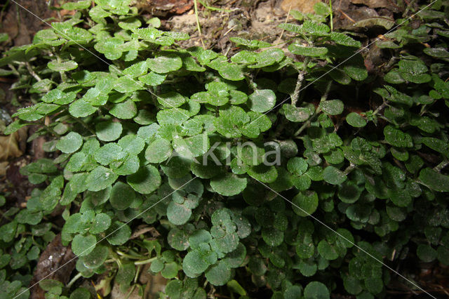 Opposite-leaved Golden Saxifrage (Chrysosplenium oppositifolium)
