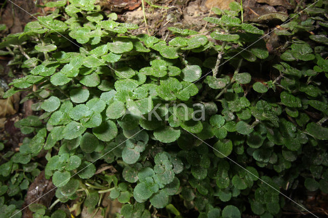 Paarbladig goudveil (Chrysosplenium oppositifolium)