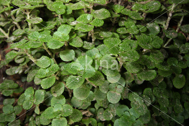 Paarbladig goudveil (Chrysosplenium oppositifolium)