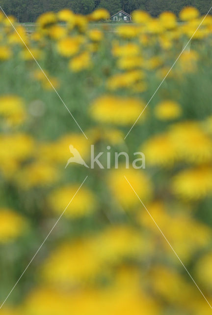 Paardenbloem (Taraxacum spec.)