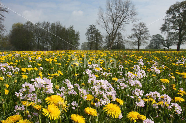 Dandelion (Taraxacum spec.)