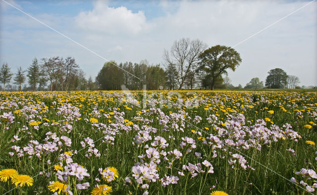 Dandelion (Taraxacum spec.)