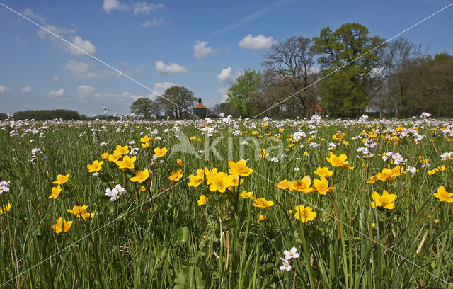 Paardenbloem (Taraxacum spec.)