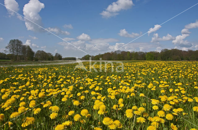 Dandelion (Taraxacum spec.)