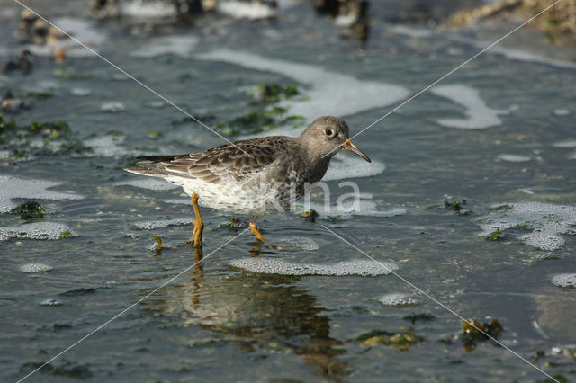 Purple Sandpiper (Calidris maritima)