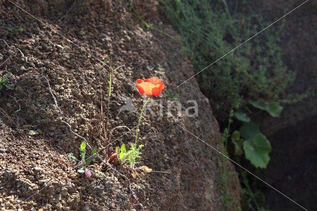 Poppy (Papaver spec)
