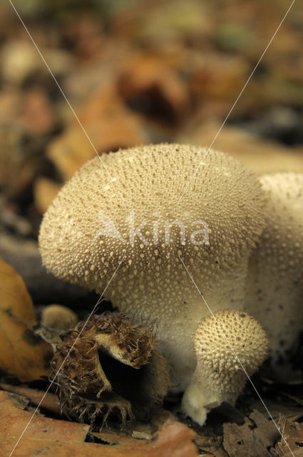 Common puffball (Lycoperdon perlatum)