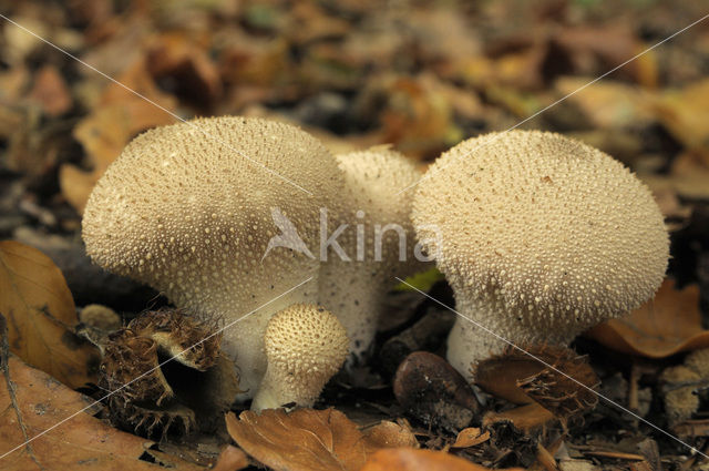 Common puffball (Lycoperdon perlatum)