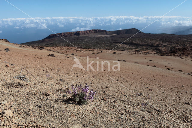 Pico del Teide National Park