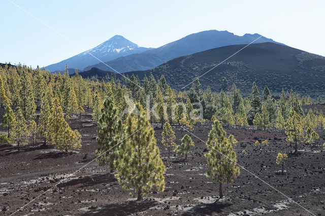 Parque Nacional de Pico del Teide