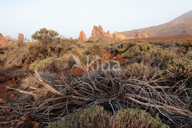 Parque Nacional de Pico del Teide