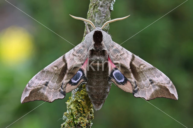 Eyed Hawk-moth (Smerinthus ocellata)