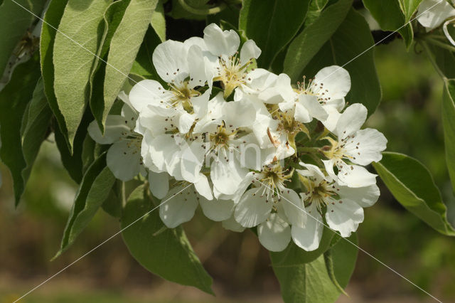 Wild Pear (Pyrus communis)