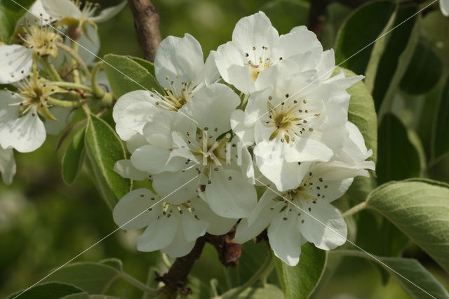 Wild Pear (Pyrus communis)