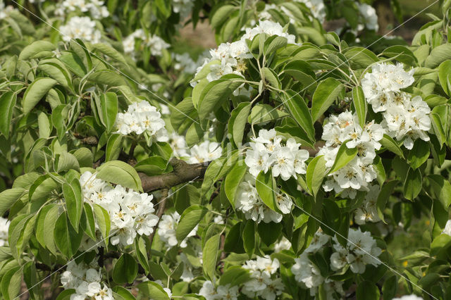 Wild Pear (Pyrus communis)