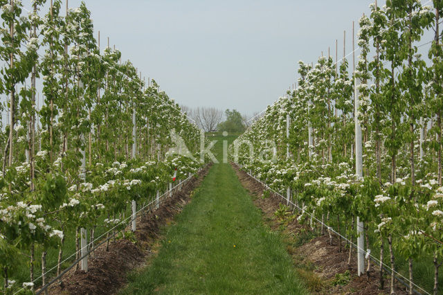 Wild Pear (Pyrus communis)