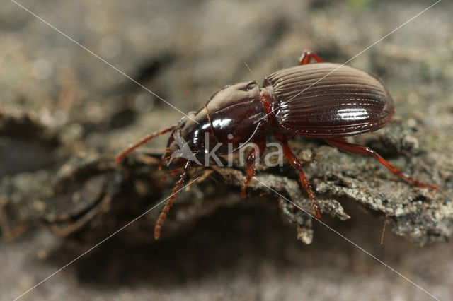 Pekbruine Bosloper (Molops piceus)