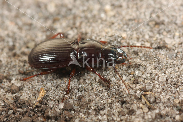 Pekbruine Bosloper (Molops piceus)