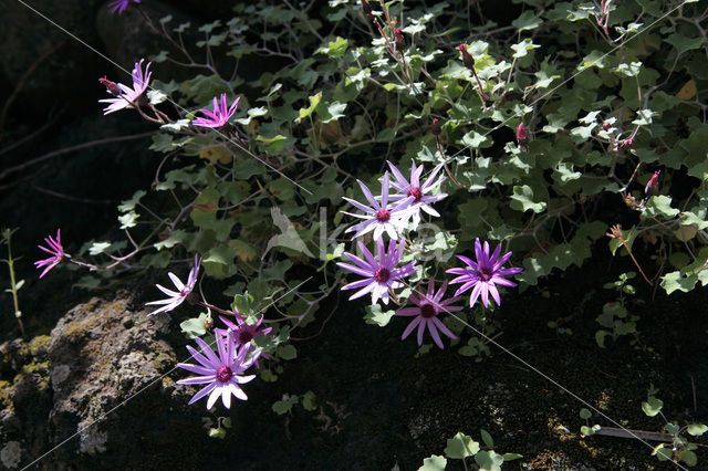 Pericallis echinata