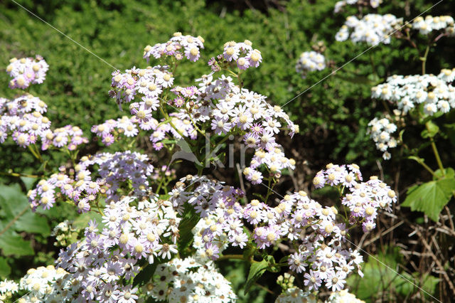 Pericallis webii