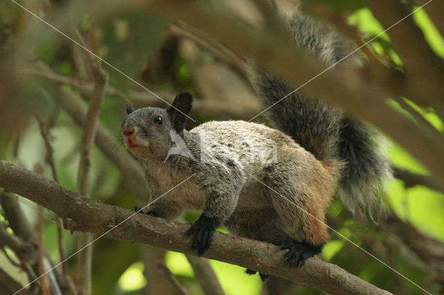 Peruaanse witnekeekhoorn (Sciurus stramineus)