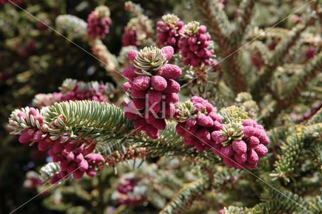 Picea excelsa