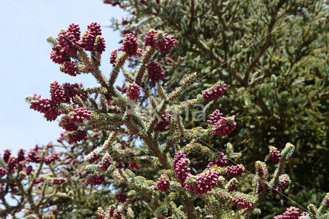 Picea excelsa