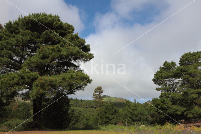 Canary Island pine (Pinus canariensis)
