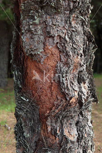Canary Island pine (Pinus canariensis)