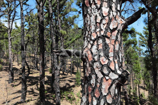 Canary Island pine (Pinus canariensis)