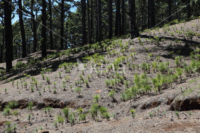 Canary Island pine (Pinus canariensis)