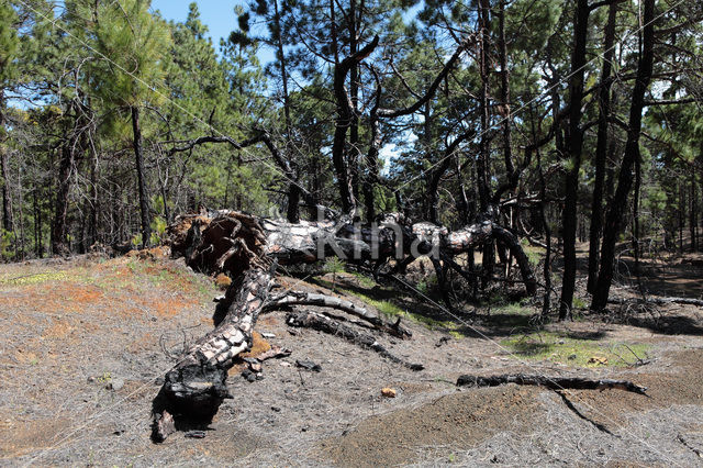 Canary Island pine (Pinus canariensis)