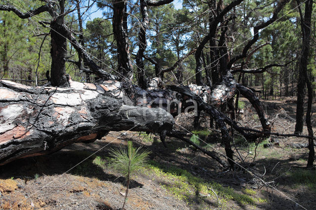 Canary Island pine (Pinus canariensis)